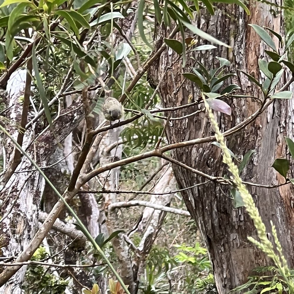 Aiea Loop Trail - Bird watching near the lookout. - Hiking Near Me - Aiea, Hawaii
