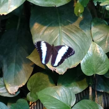 Schmetterlinghaus - Botanical Gardens Near Me - Vienna, 9 Schmetterlinghaus - Botanical Gardens Near Me - Vienna, 9