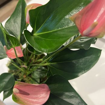 Ridgefield Floral - Anthurium - Florists Near Me - Ridgefield, Washington Ridgefield Floral - Anthurium - Florists Near Me - Ridgefield, Washington