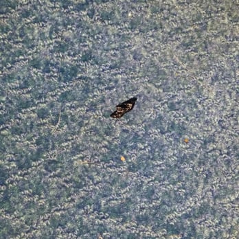 Motel 6 - Partial carcass of dead roach. - Hotels Near Me - Wendover, Utah Motel 6 - Partial carcass of dead roach. - Hotels Near Me - Wendover, Utah