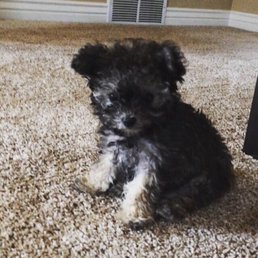 My toy poodle. Very tiny, as you can see.