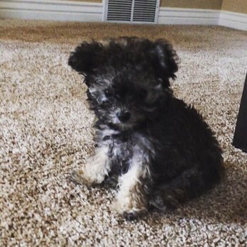 Fairfield Veterinary Hospital - My toy poodle. Very tiny, as you can see. - Veterinarians Near Me - Layton, Utah