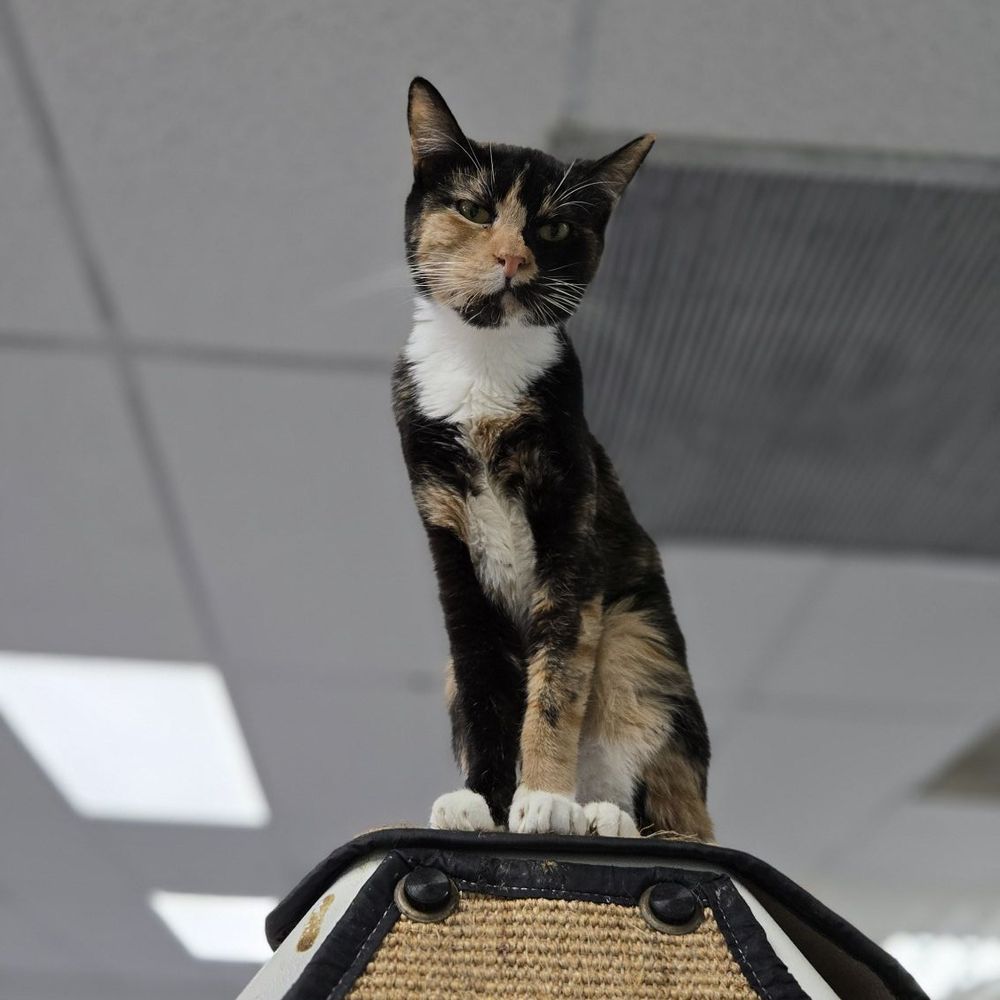Cat Nap Hangout - Pet Adoption Near Me - Huntington Beach, California Cat Nap Hangout - Pet Adoption Near Me - Huntington Beach, California