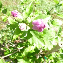 Bordine's - Not a shrub but a blooming tree!