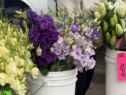 Camarillo Farmers Market by null
