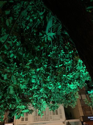 Saltbae Burger by null