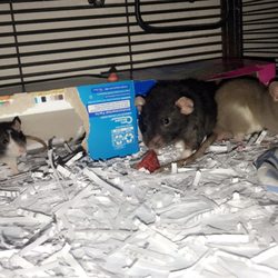 C & D Feeds - Meeko, Mocha and Milo