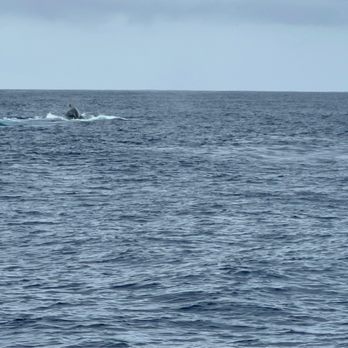 Sea Maui - Whale - Boat Charters Near Me - Lahaina, Hawaii Sea Maui - Whale - Boat Charters Near Me - Lahaina, Hawaii