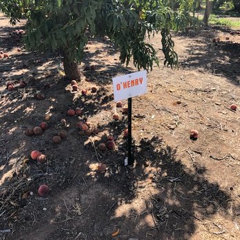 Apple Annie's Orchard - Sign marking a variety ready to pick. - Farmers Market Near Me - Willcox, Arizona