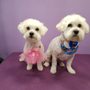 Photo of From Wags to Riches Mobile Grooming