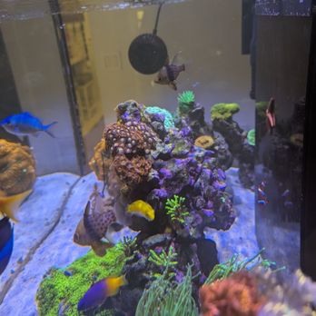 Aquarium Show - Local Fish Stores Near Me - Sunrise, Florida Aquarium Show - Local Fish Stores Near Me - Sunrise, Florida