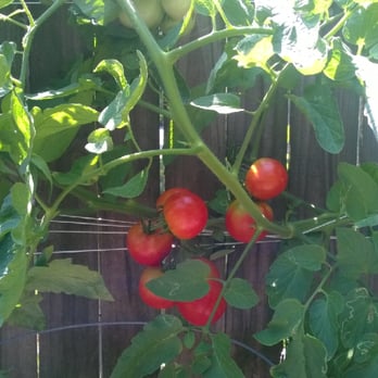 Bluebird Growers - Rutgers tomatos - Nurseries & Gardening Near Me Bluebird Growers - Rutgers tomatos - Nurseries & Gardening Near Me