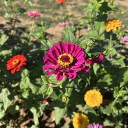Oklahoma Tulips - Zinnia flower