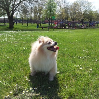 New Brighton Park - My dog enjoying the sun and wind in her face (children's playground in the back) - Beaches Near Me - Vancouver, British Columbia New Brighton Park - My dog enjoying the sun and wind in her face (children's playground in the back) - Beaches Near Me - Vancouver, British Columbia