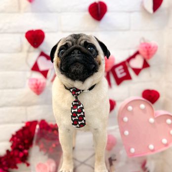 Fluff Bar - Valentines Day Package - Pet Groomers Near Me - Scottsdale, Arizona Fluff Bar - Valentines Day Package - Pet Groomers Near Me - Scottsdale, Arizona
