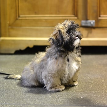 Andrea Arden Dog Training - Potato McTater, the shih tzu, paying attention in puppy class. - Pet Training Near Me - New York, New York