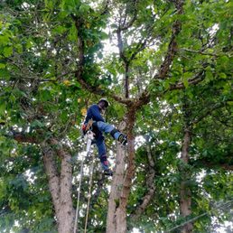 Great job done by Steve & guys catching the branches Great job done by Steve & guys catching the branches
