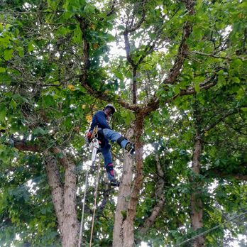 Cloudy Sky Tree Service - Great job done by Steve & guys catching the branches - Tree Services Near Me Cloudy Sky Tree Service - Great job done by Steve & guys catching the branches - Tree Services Near Me