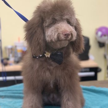 Nikki's Pet Spa - Pet Groomers Near Me - Norco, California Nikki's Pet Spa - Pet Groomers Near Me - Norco, California