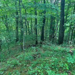 Fort Ancient State Memorial - Erosion and overgrowth