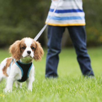 Toms Petsitting & Dog Walking - Dog Walkers Near Me Toms Petsitting & Dog Walking - Dog Walkers Near Me