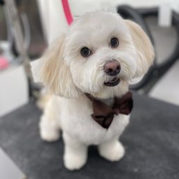 My doggy looks so handsome and smells delightful!