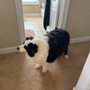 The Healthy Pet Veterinary Clinic
