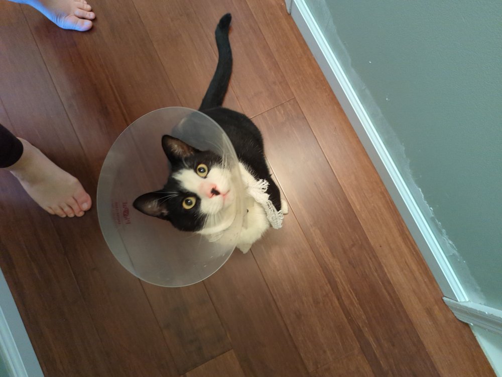 CENTRAL CARROLL ANIMAL EMERGENCY Updated July 2024 29 Reviews