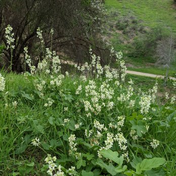 Pelanconi Park - More flowers - Parks Near Me - Anaheim, California Pelanconi Park - More flowers - Parks Near Me - Anaheim, California