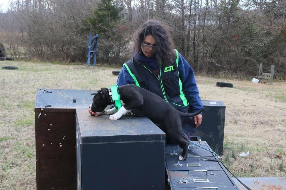 Earthdog Pack Training - pet boarding facility in Ruffin, SC