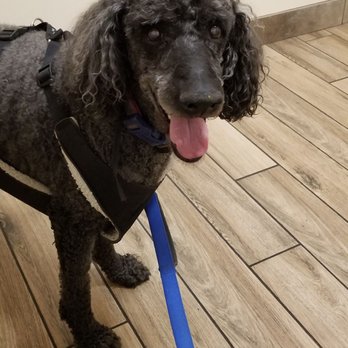 Jules Veterinary Center - Max in this very clean doctor's office. - Veterinarians Near Me - Tracy, California Jules Veterinary Center - Max in this very clean doctor's office. - Veterinarians Near Me - Tracy, California