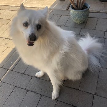 Cookies N Clean - Pet Groomers Near Me - Phoenix, Arizona Cookies N Clean - Pet Groomers Near Me - Phoenix, Arizona
