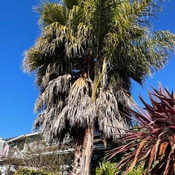 Apex Tree Care - Before - Tree Services Near Me