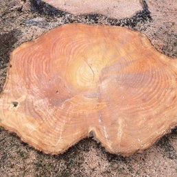 Cross section of a huge tree! These guys rock! Cross section of a huge tree! These guys rock!