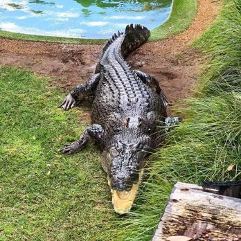 Australian Reptile Park - Zoos Near Me - Somersby, NSW Australian Reptile Park - Zoos Near Me - Somersby, NSW