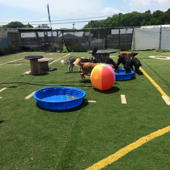 Bark Central - Fun in the Sun!! - Pet Sitting Near Me - Chambersburg, Pennsylvania Bark Central - Fun in the Sun!! - Pet Sitting Near Me - Chambersburg, Pennsylvania