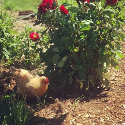 Found a little friend while snipping Dahlias.
