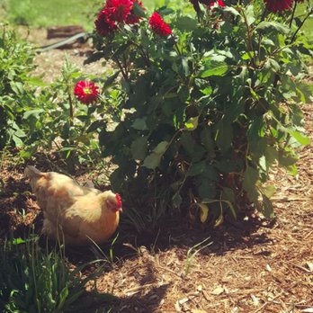 Hood River U-Pick Organic - Found a little friend while snipping Dahlias. - Pick Your Own Farms Near Me - Hood River, Oregon