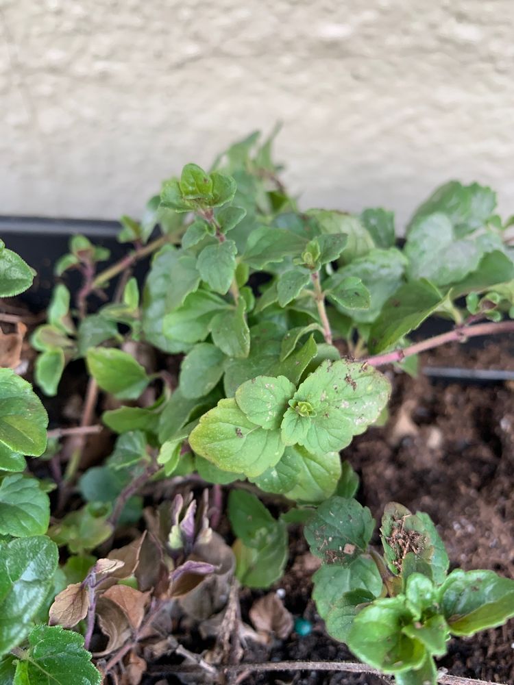 SUNCREST NURSERIES CLOSED Updated April 2024 400 Casserly Rd