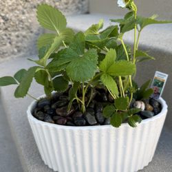 Anawalt Lumber - Www.plantdaddyo.com