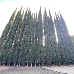 Cypress Trees needing to be trimmed for the first time in 25 years.