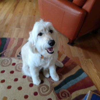 My Denver Pet - Pet Groomers Near Me