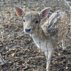 Ferncrest Christmas Tree Farm - Reindeer