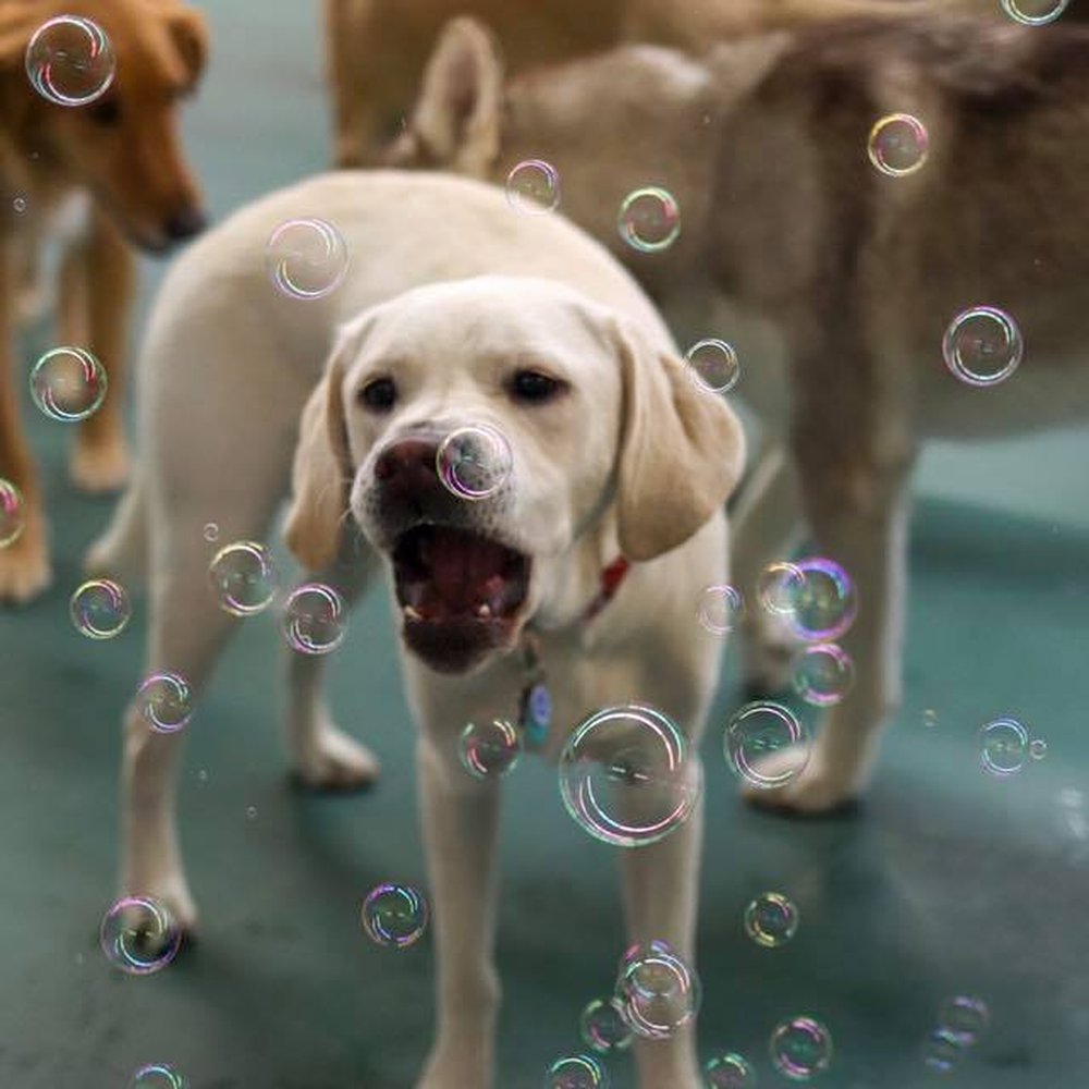 Pet Hotel La Jolla, San Diego, CA 92037 - Last Updated January 2026 - Yelp