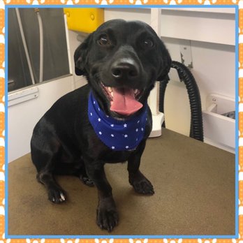 At Your Bark & Call Mobile Pet Salon - Our puppy - Pet Groomers Near Me