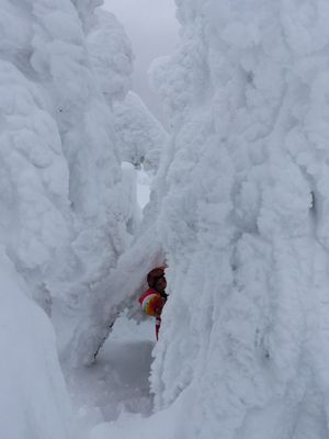 Mount Washington Alpine Resort by null