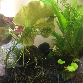 Zoo Creatures Pet Store - Huge banana plant on left, small on right. - Pet Stores Near Me - Plaistow, New Hampshire