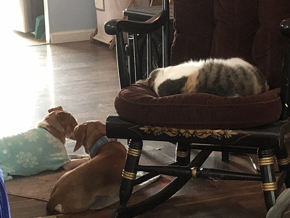 HUMANE OHIO SPAY & NEUTER Updated August 2024 3131 Tremainsville Rd