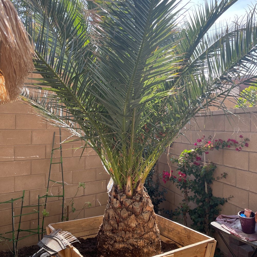 Transplant tree
