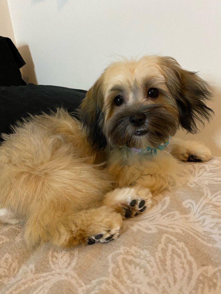 MARIE’S PET GROOMING Updated September 2024 48 Photos & 70 Reviews